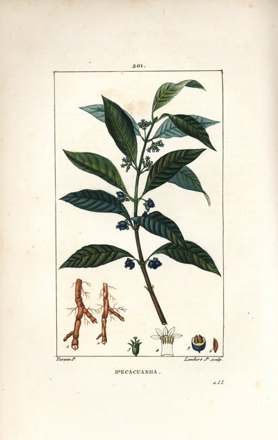 Ipeca nebo Ipecacuana - Ipecacuanha, Psychotria emetica, s listem, květem a kořenem. Ručně kolorovaná tečkovaná mědirytina od Lamberta Juniora z kresby Pierra Jean-Francoise Turpina z Chaumeton, Poiret a Chamberetova „“La Flore Medicale,”” Par od Pierre Jean Francois Turpin