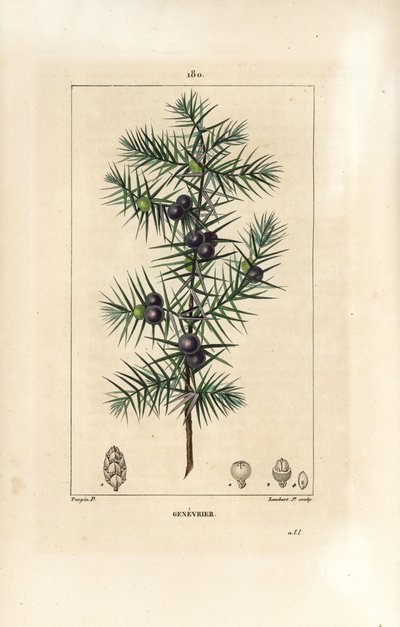Jalovec strom, Juniperus vulgaris, ukazující list, bobule a stonek. Ručně kolorovaná tečkovaná mědirytina od Lamberta Juniora z kresby Pierra Jean-Francoise Turpina z Chaumeton, Poiret a Chamberet
