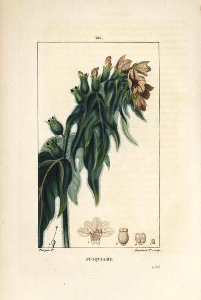 Jusquiame - Jedovatá slepice, Hyoscyamus vulgaris, květ, list a semena. Ručně kolorovaná tečkovaná mědirytina od Lamberta Juniora z kresby Pierra Jean-Francoise Turpina z Chaumeton, Poiret a Chamberet