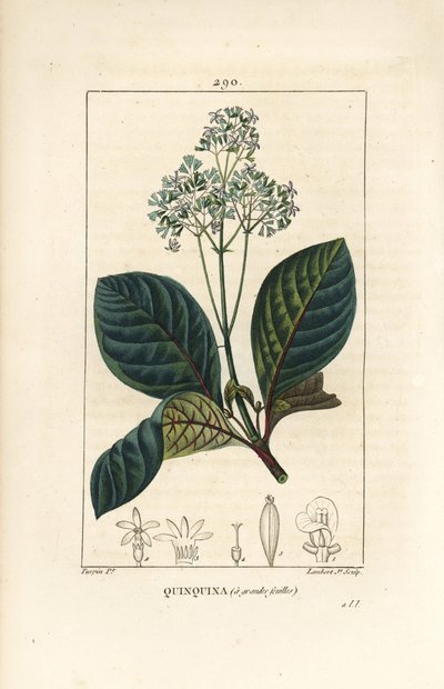 Ladenbergia oblongifolia (Cinchona magnifolia), s květem, větví, listem a semenem. Ručně kolorovaná tečkovaná mědirytina od Lamberta Juniora z kresby Pierra Jean-Francoise Turpina z Chaumetonovy, Poiretovy a Chamberetovy „“La Flore Medicale,”” Pa od Pierre Jean Francois Turpin