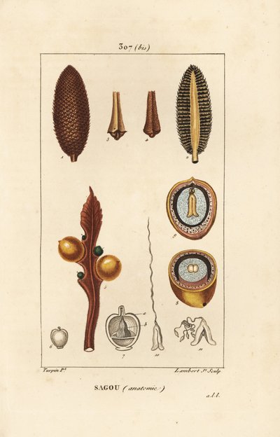 Velká větev nebo velká semena cycas - Queen ságo, Cycas circinalis, zobrazující semeno a řez. Ohrožený. Ručně kolorovaná tečkovaná mědirytina od Lamberta Juniora z kresby Pierra Jean-Francoise Turpina z Chaumetonovy, Poiretovy a Chamberetovy „“ La od Pierre Jean Francois Turpin