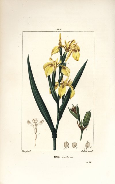 Iris bahenní nebo Iris vodní - Kosatec žlutý, Iris palustris lutea, květ, list a lusk semen. Ručně kolorovaná tečkovaná mědirytina od Lamberta Juniora z kresby Pierra Jean-Francoise Turpina z Chaumetonovy, Poiretovy a Chamberetovy „“ La Flore Me od Pierre Jean Francois Turpin