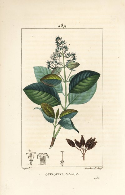 Michurago nebo fruta de mono, Ladenbergia macrocarpa (Cinchona ovalifolia), s květem, listem, stopkou a semenem. Ručně kolorovaná tečkovaná mědirytina od Lamberta Juniora z kresby Pierra Jean-Francoise Turpina z Chaumetonových, Poiretových a Chamberetových od Pierre Jean Francois Turpin