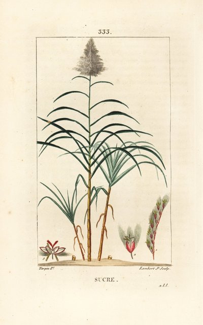 Ušlechtilá třtina - Cukrová třtina, Saccharum officinarum. Ručně kolorovaná tečkovaná mědirytina od Lamberta Juniora z kresby Pierra Jean-Francoise Turpina z Chaumeton, Poiret a Chamberet