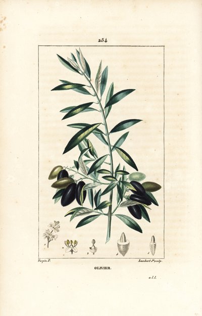 Olivier - Olivovník, Olea europaea, s listem, větví, ovocem a semenem. Ručně kolorovaná tečkovaná mědirytina od Lamberta Juniora z kresby Pierra Jean-Francoise Turpina z Chaumeton, Poiret a Chamberet