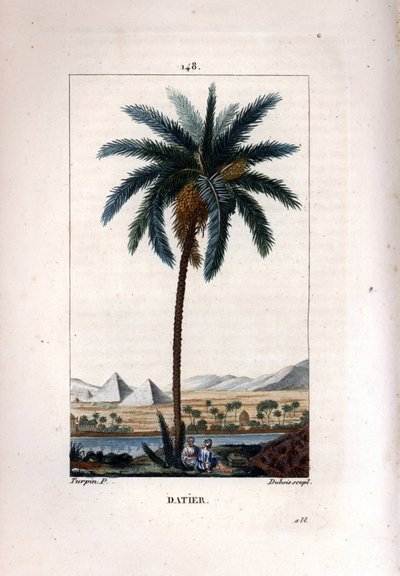 Palm datlovník, Phoenix dactylifera, ukazuje ovoce a listy proti krajině s pyramidami a řekou. Ručně kolorovaná tečkovaná mědirytina od Duboise z kresby Pierra Jean-Francoise Turpina z Chaumeton, Poiret et Chamberet