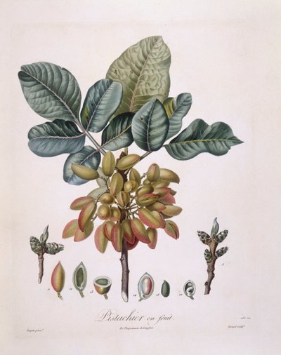 Pistácie (Pistacia vera), Henry Louis Duhamel du Monceau, botanická deska Pierre Jean Francois Turpin od Pierre Jean Francois Turpin