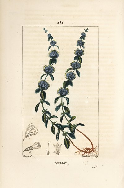 Pouliot Mint - Pennyroyal máta, Mentha pulegium, s květem, listem, stopkou, kořenem a semenem. Ručně kolorovaná tečkovaná mědirytina od Lamberta Juniora z kresby Pierra Jean-Francoise Turpina z Chaumetonovy, Poiretovy a Chamberetovy „“ La Flore Medicale od Pierre Jean Francois Turpin