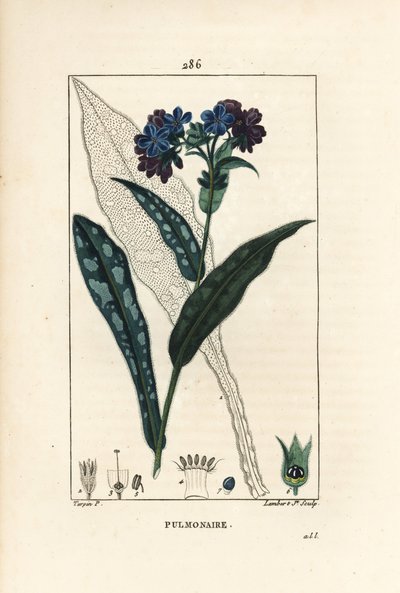 Plicník lékařský - Plicník lékařský, Pulmonaria officinalis, s obrysem květu, listu, stonku a listu. Ručně kolorovaná tečkovaná mědirytina od Lamberta Juniora z kresby Pierra Jean-Francoise Turpina z Chaumetonovy, Poiretovy a Chamberetovy „“ La od Pierre Jean Francois Turpin