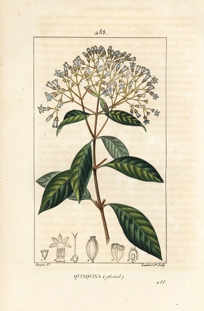 Quinquina - Chinin nebo peruánský kůrový strom, Cinchona officinalis, s květem, větví, listem a semenem. Ručně kolorovaná tečkovaná mědirytina od Lamberta Juniora z kresby Pierra Jean-Francoise Turpina z Chaumetonovy, Poiretovy a Chamberetovy „“ La Flo od Pierre Jean Francois Turpin