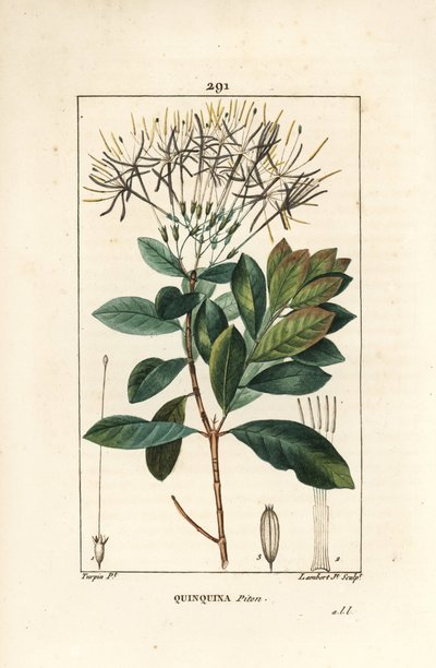 Quinquina piton - Exostema sanctae-luciae (syn. Cinchona floribunda), s květem, listem, stopkou a semenem. Ručně kolorovaná tečkovaná mědirytina od Lamberta Juniora z kresby Pierra Jean-Francoise Turpina z Chaumetonovy, Poiretovy a Chamberetovy „“ La od Pierre Jean Francois Turpin