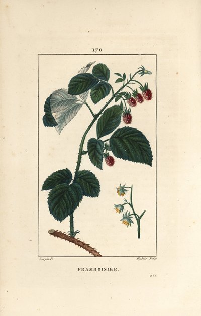 Malina - Malina, Rubus idaeus, zobrazující květy, listy, trny a zralé ovoce. Ručně kolorovaná tečkovaná mědirytina od Lamberta Juniora z kresby Pierra Jean-Francoise Turpina z Chaumeton, Poiret et Chamberet „La Flore Medicale,““ P od Pierre Jean Francois Turpin