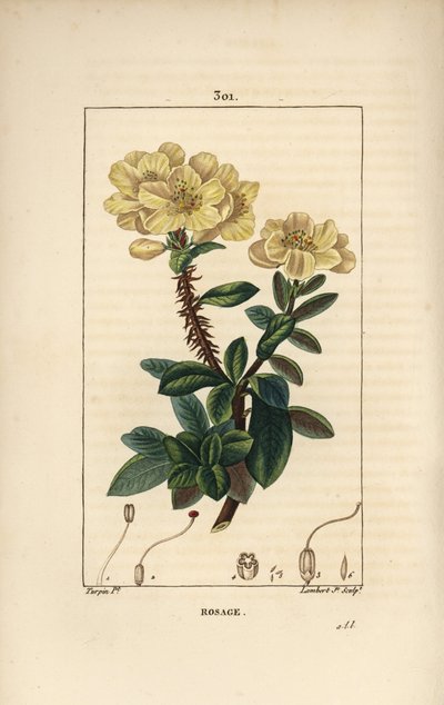 Rhododendron geant - Rosebay, Hymenanthes maxima (Rhododendron maximum), s květem, trnitým stonkem, listem a semenem. Ručně kolorovaná tečkovaná mědirytina od Lamberta Juniora z kresby Pierra Jean-Francoise Turpina z Chaumeton, Poiret a Chambere od Pierre Jean Francois Turpin
