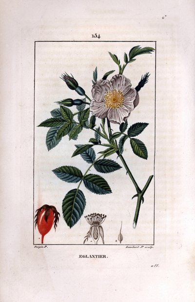 Šípková větev s bobulem (šípky nebo šípky) a růží - Divoká vřesovitá růže, Rosa canina, s květem, poupětem a šípkem. Ručně kolorovaná tečkovaná mědirytina od Lamberta Juniora z kresby Pierra Jean-Francoise Turpina z Chaumeton, Poiret et C od Pierre Jean Francois Turpin