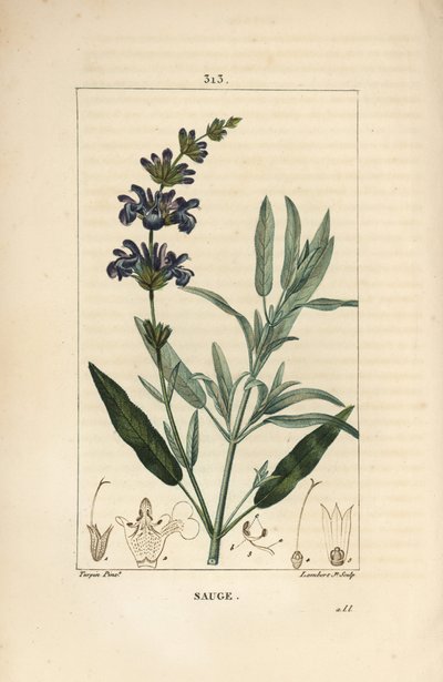 Šalvěj lékařská - Šalvěj lékařská, Salvia officinalis, s květem, listem, stonkem a semenem. Ručně kolorovaná tečkovaná mědirytina od Lamberta Juniora z kresby Pierra Jean-Francoise Turpina z Chaumeton, Poiret a Chamberet