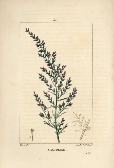 Pelyněk odrůda - Červíček nebo tatarský jih, Artemisia santonicum. Ručně kolorovaná tečkovaná mědirytina od Lamberta Juniora z kresby Pierra Jean-Francoise Turpina z Chaumeton, Poiret a Chamberet
