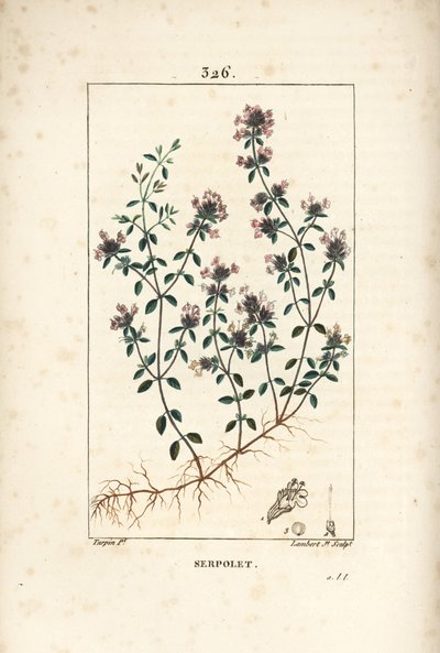 Serpolet nebo tymiánový serpolet - Tymián plazivý nebo tymián divoký, Thymus serpyllum, s květem, listem, stonkem a kořenem. Ručně kolorovaná tečkovaná mědirytina od Lamberta Juniora z kresby Pierra Jean-Francoise Turpina z Chaumeton, Poiret a Chamberet