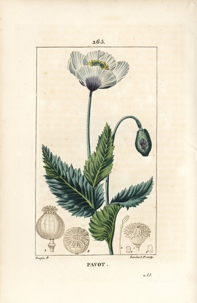 Mák spací, mák setý nebo mák zahradní - Mák zahradní nebo mák setý, Papaver somniferum, s květem, listem a semenem. Ručně kolorovaná tečkovaná mědirytina od Lamberta Juniora z kresby Pierra Jean-Francoise Turpina z Chaumeton, Poiret a C od Pierre Jean Francois Turpin