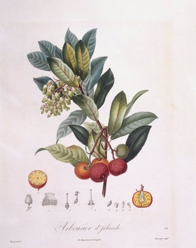 Jahodový strom (Arbutus unedo), Henry Louis Duhamel du Monceau, botanická deska Pierre Jean Francois Turpin od Pierre Jean Francois Turpin