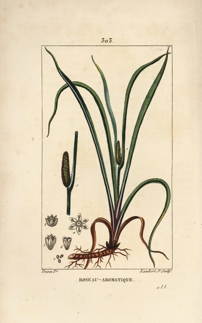 Sladce vonící vlajka, Acorus calamus, se semeny, listy a kořenem. Ručně kolorovaná tečkovaná mědirytina od Lamberta Juniora z kresby Pierra Jean-Francoise Turpina z Chaumeton, Poiret a Chamberet