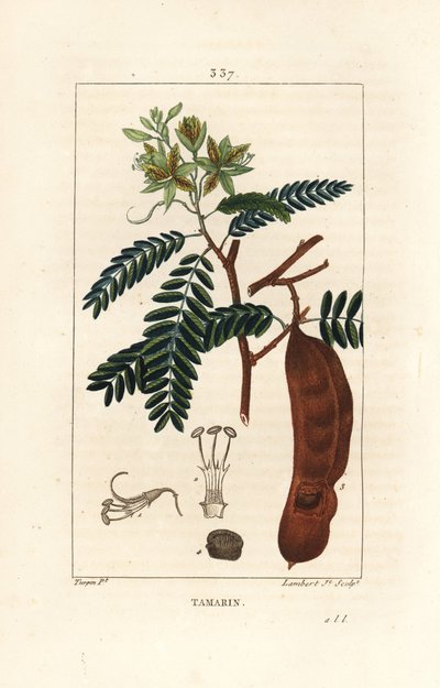 Tamarind - Tamarind, Tamarindus indica, shwoing květina, list a semeno. Ručně kolorovaná tečkovaná mědirytina od Lamberta Juniora z kresby Pierra Jean-Francoise Turpina z Chaumeton, Poiret a Chamberet
