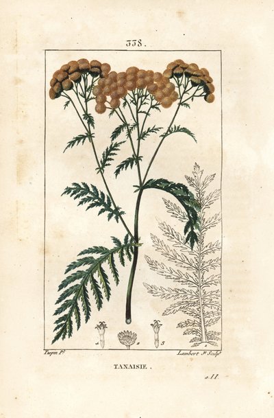 Tansy - Tansy, Tanacetum vulgare. Ručně kolorovaná tečkovaná mědirytina od Lamberta Juniora z kresby Pierra Jean-Francoise Turpina z Chaumeton, Poiret a Chamberet