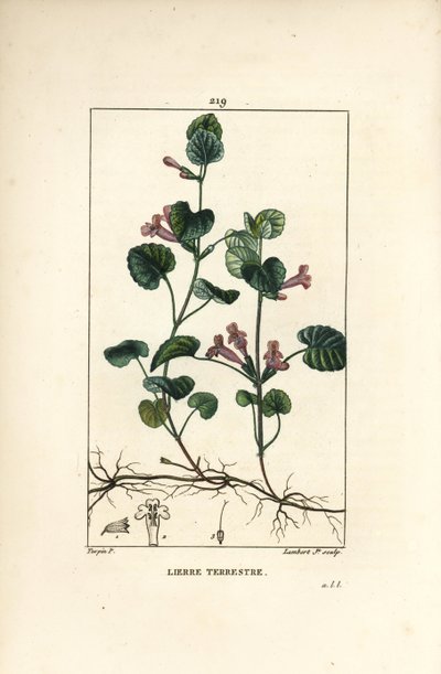 Břečťan zemní - Břečťan zemní, Hedera terrestris. Ručně kolorovaná tečkovaná mědirytina od Lamberta Juniora z kresby Pierra Jean-Francoise Turpina z Chaumeton, Poiret a Chamberet