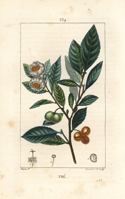 Theier - čaj, Camellia sinensis, zobrazující list, ovoce a květ. Ručně kolorovaná tečkovaná mědirytina od Lamberta Juniora z kresby Pierra Jean-Francoise Turpina z Chaumeton, Poiret a Chamberet