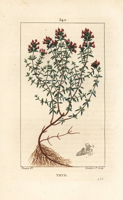Tymián, Thymus vulgaris, zobrazení, květ, list, stonek a kořen. Ručně kolorovaná tečkovaná mědirytina od Lamberta Juniora z kresby Pierra Jean-Francoise Turpina z Chaumeton, Poiret a Chamberet