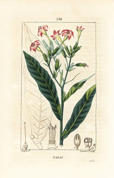 Tabák - Tabák, Nicotiana tabacum. Ručně kolorovaná tečkovaná mědirytina od Lamberta Juniora z kresby Pierra Jean-Francoise Turpina z Chaumeton, Poiret a Chamberet