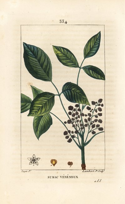 Toxic Liana - Jedovatý dub, Toxicodendron pubescens. Ručně kolorovaná tečkovaná mědirytina od Lamberta Juniora z kresby Pierra Jean-Francoise Turpina z Chaumeton, Poiret a Chamberet