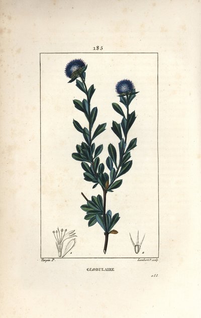Kulovitá odrůda - Třízubá globularia, Globularia fruticosa. Ručně kolorovaná tečkovaná mědirytina od Lamberta Juniora z kresby Pierra Jean-Francoise Turpina z Chaumeton, Poiret a Chamberet