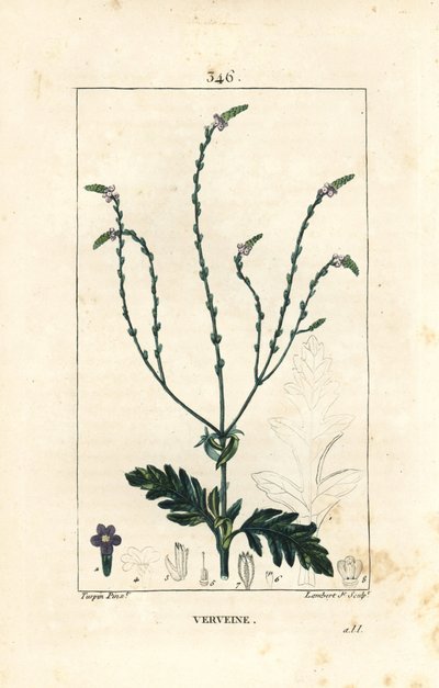 Verbena neboli Posvátná bylina, Venušina žíla nebo Čarodějnice - Vervain, Verbena officinalis. Ručně kolorovaná tečkovaná mědirytina od Lamberta Juniora z kresby Pierra Jean-Francoise Turpina z Chaumeton, Poiret a Chamberetova „“La Flore Medicale,”” Par od Pierre Jean Francois Turpin