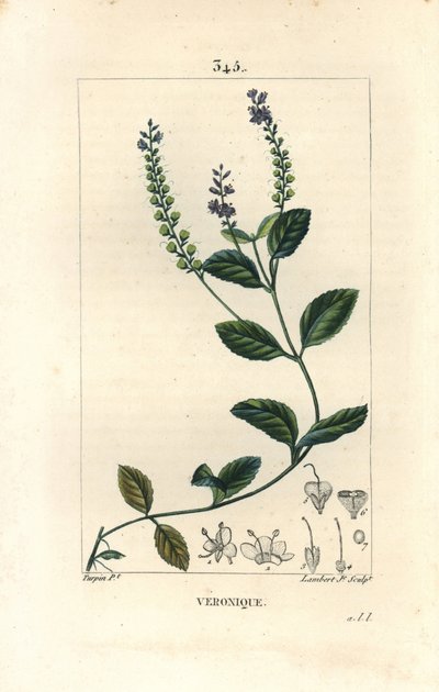 Veronique officinale - rozrazil samec, Veronica officinalis. Ručně kolorovaná tečkovaná mědirytina od Lamberta Juniora z kresby Pierra Jean-Francoise Turpina z Chaumeton, Poiret a Chamberet