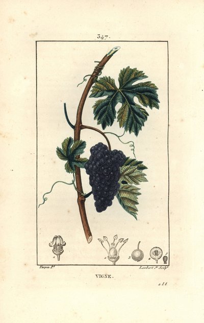 Réva - Vinná réva, Vitis vinifera, s plody, listy, úponkem a stonkem. Ručně kolorovaná tečkovaná mědirytina od Lamberta Juniora z kresby Pierra Jean-Francoise Turpina z Chaumeton, Poiret a Chamberet