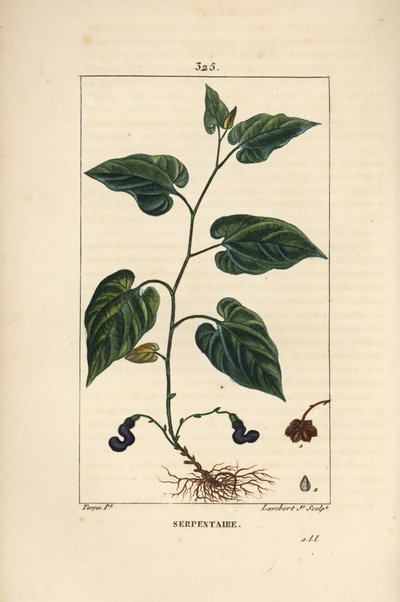 Virginia Snakeroot - hadí kořen virginský, Aristolochia serpentaria, s květem, listem, stonkem, semenem a kořenem. Ručně kolorovaná tečkovaná mědirytina od Lamberta Juniora z kresby Pierra Jean-Francoise Turpina z Chaumetonových, Poiretových a Chamberetový od Pierre Jean Francois Turpin