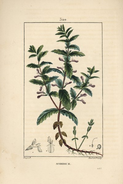 Vodní germandree - Vodní germandre, Teucrium scordium, ukazuje květ, list, stonek a kořeny. Ručně kolorovaná tečkovaná mědirytina od Lamberta Juniora z kresby Pierra Jean-Francoise Turpina z Chaumeton, Poiret a Chamberet
