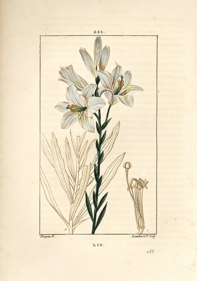 Bílá lilie nebo madonna lilie - Bílá lilie, Lilium candidum. Ručně kolorovaná tečkovaná mědirytina od Lamberta Juniora z kresby Pierra Jean-Francoise Turpina z Chaumeton, Poiret a Chamberet