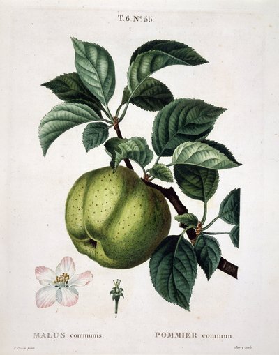 Jabloň - v „“ New Duhamel du Monceau aneb pamlsky stromů a keřů, které se pěstují ve Francii“, postavy podle kreseb P. J. Redoute a P. Bessa, Paříž od Pierre Joseph (after) Redoute