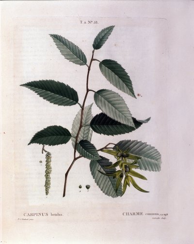 Botanický: odvětví kouzla. Talíř převzat z „“ Nouveau Duhamel du Monceau aneb Zachází s pamlsky stromů a keřů pěstovaných ve Francii““ Akvarel od Pierre Joseph Redoute (1759-1840) 1819 od Pierre Joseph (after) Redoute