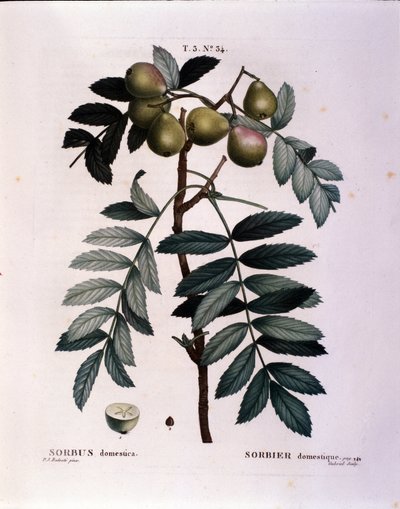 Botanická: větev cormier (Sorbus domestica) Talíř nakreslený z „“ Nouveau Duhamel du Monceau aneb Zachází s pamlsky stromů a keřů pěstovaných ve Francii““ Akvarel Pierre Joseph Redoute (1759-1840) 1819 od Pierre Joseph (after) Redoute