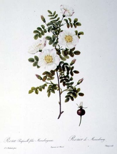 Rosa Pimpinellifolia Mariaeburgensis, rytý Chapuy, z 