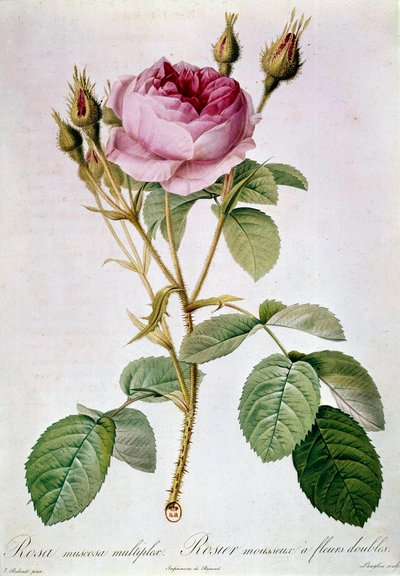 Závěsný od Pierre Joseph (after) Redoute