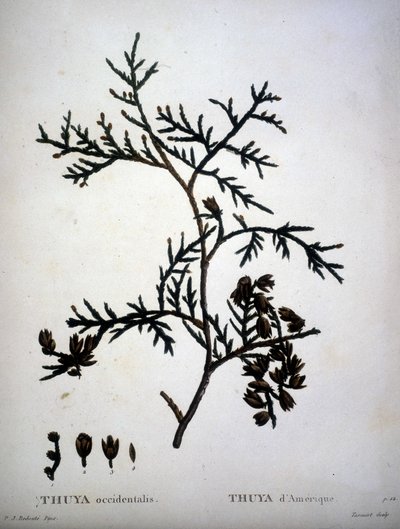 Thuya occidentalis nebo American Thuya - v „“ New Duhamel du Monceau aneb pojednání o stromech a křovinách této kultury ve Francii““, figury podle kreseb P. J. Redoute a P. Bessa od Pierre Joseph (after) Redoute