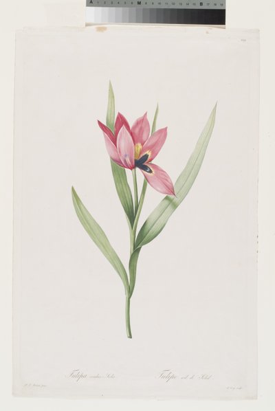 Tulipán Oeil De Soleil od Pierre Joseph (after) Redoute