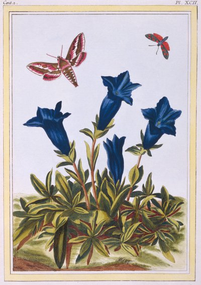 Modrý květ hořce trubka, hospoda. 1776. od Pierre Joseph Buchoz