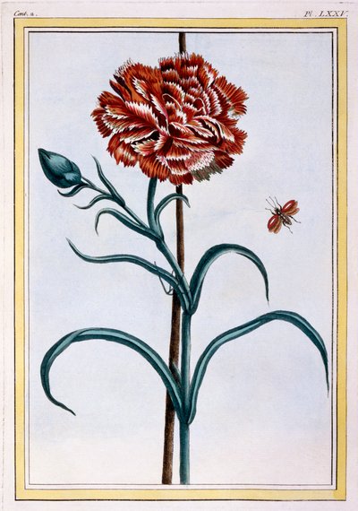 Karafiát, hospoda. 1776. od Pierre Joseph Buchoz