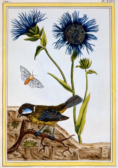 Chrpa, hospoda. 1776. od Pierre Joseph Buchoz