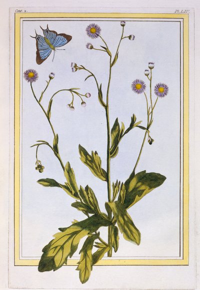 The Erigeron of Philadelphia Kanadský Fleabane, hospoda. 1776. od Pierre Joseph Buchoz