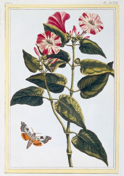 La Belle de Nuit Morning Glory, hospoda. 1776. od Pierre Joseph Buchoz